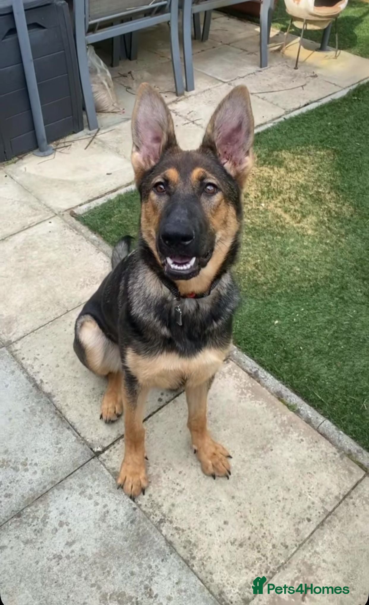 German Shepherd dogs DDR Female German shepherd for sale - Advert 1