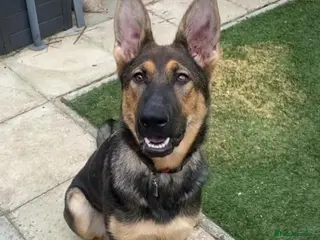 German Shepherd dogs DDR Female German shepherd for sale - Advert 8