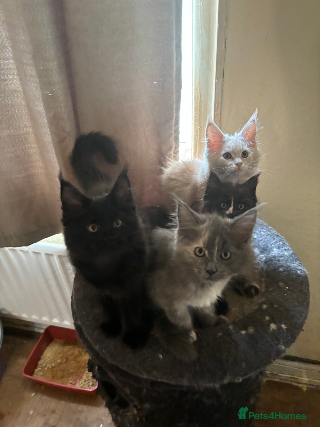 Maine Coon cats for sale: Maine Coon kittens  - Image 8