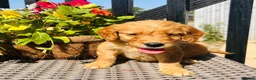 Mini Goldendoodle dogs for sale: 🧡❤️ GORGEOUS MINI GOLDENDOODLE PUPPIES ❤️🧡 - Advert 19