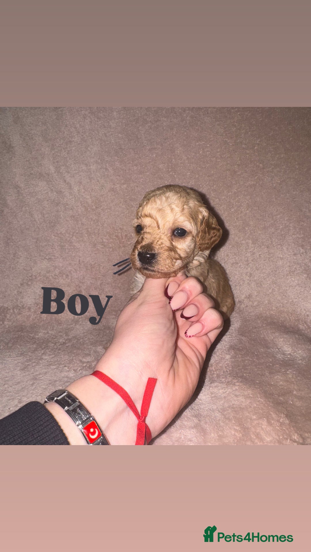 Cockapoo dogs for sale: Cockapoo Puppies  - Advert 3