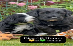 Mixed Breed dogs for sale: Tibetan Terrier x cockerpoo  - Image 6