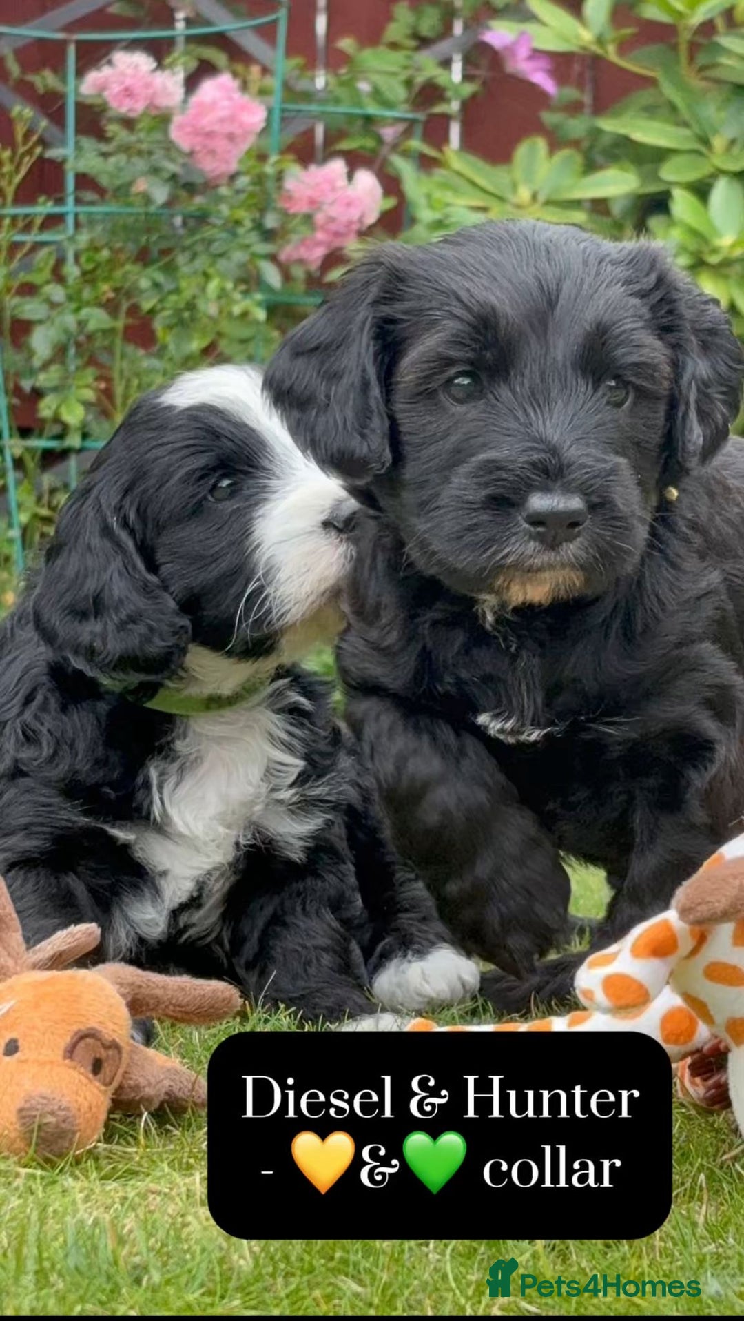 Mixed Breed dogs for sale: Tibetan Terrier x cockerpoo  - Image 6