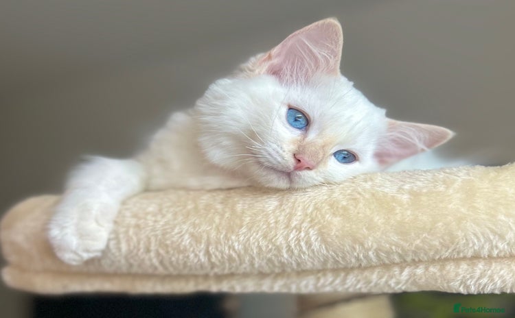 Ragdoll cats - Advert 10