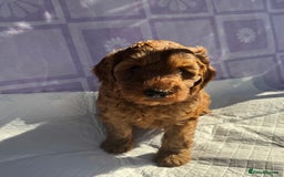 Cockapoo dogs for sale: Gorgeous Cockerpoo F1b - Image 14