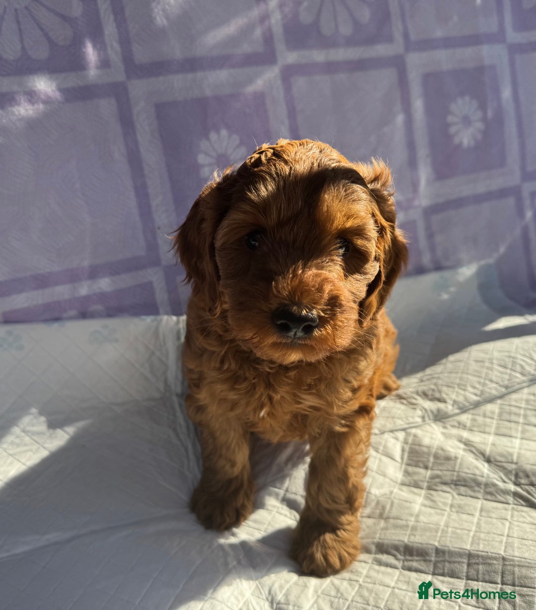 Cockapoo dogs for sale: Gorgeous Cockerpoo F1b - Image 14