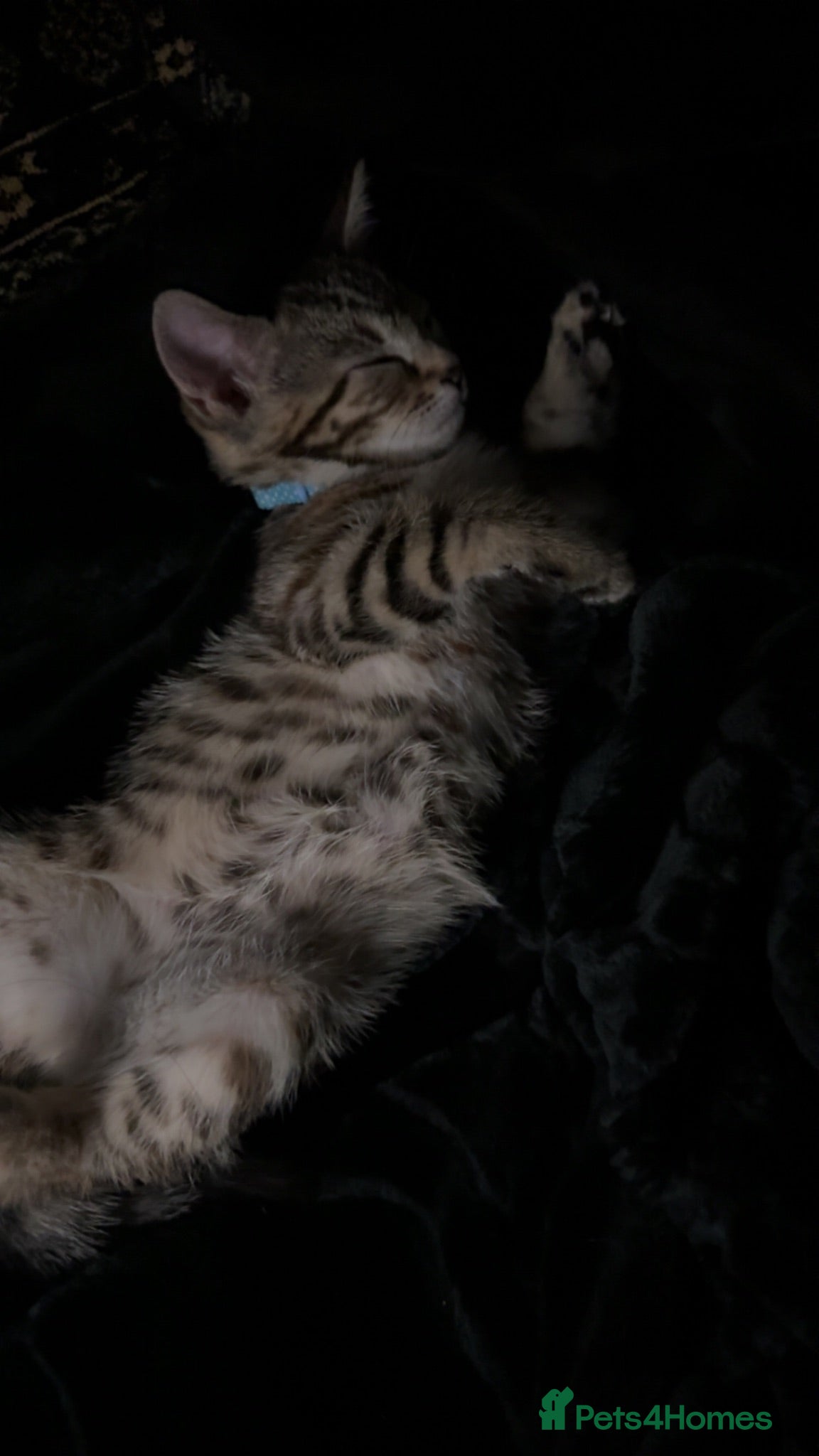 Mixed Breed cats Kitten for sale  - Advert 17