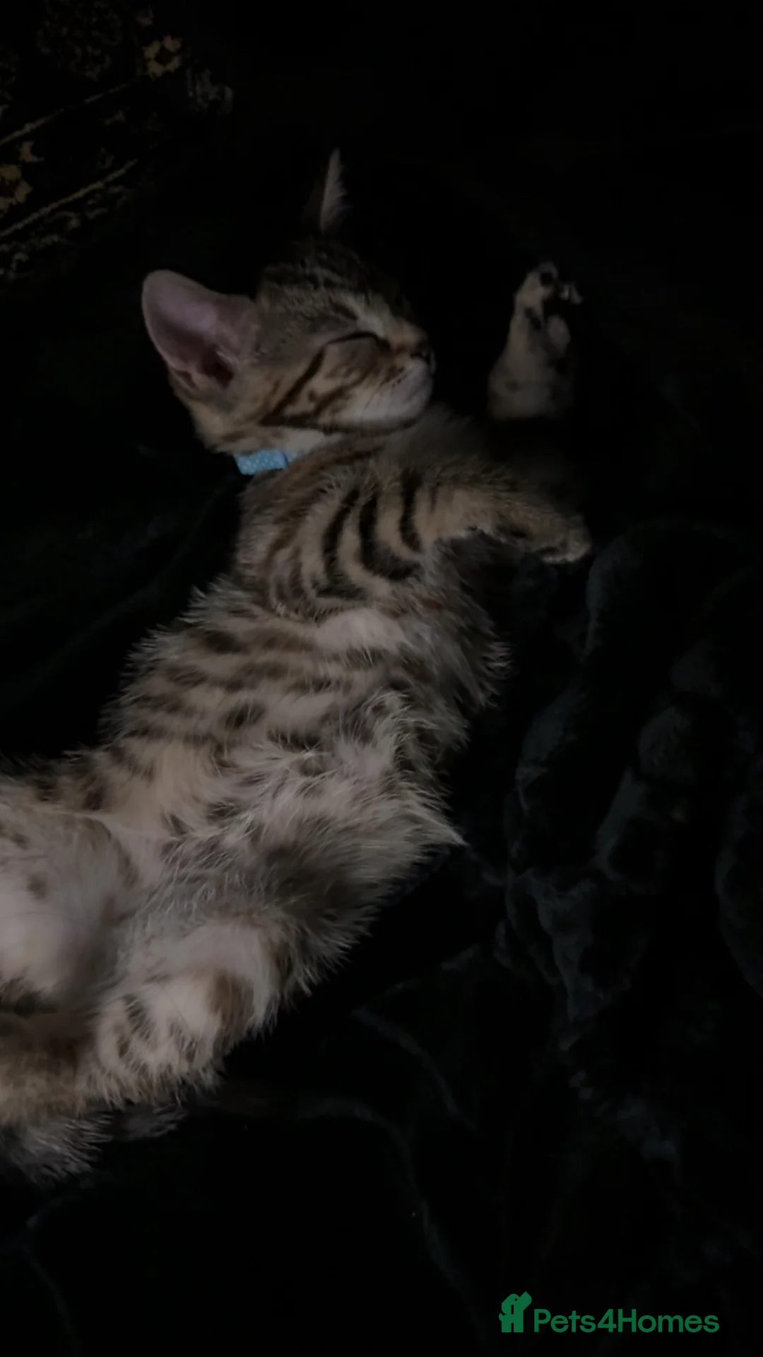 Mixed Breed cats for sale: Kitten for sale  - Advert 1