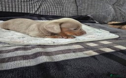Miniature Dachshund dogs for sale: Dachshund Miniature Puppies - Image 2