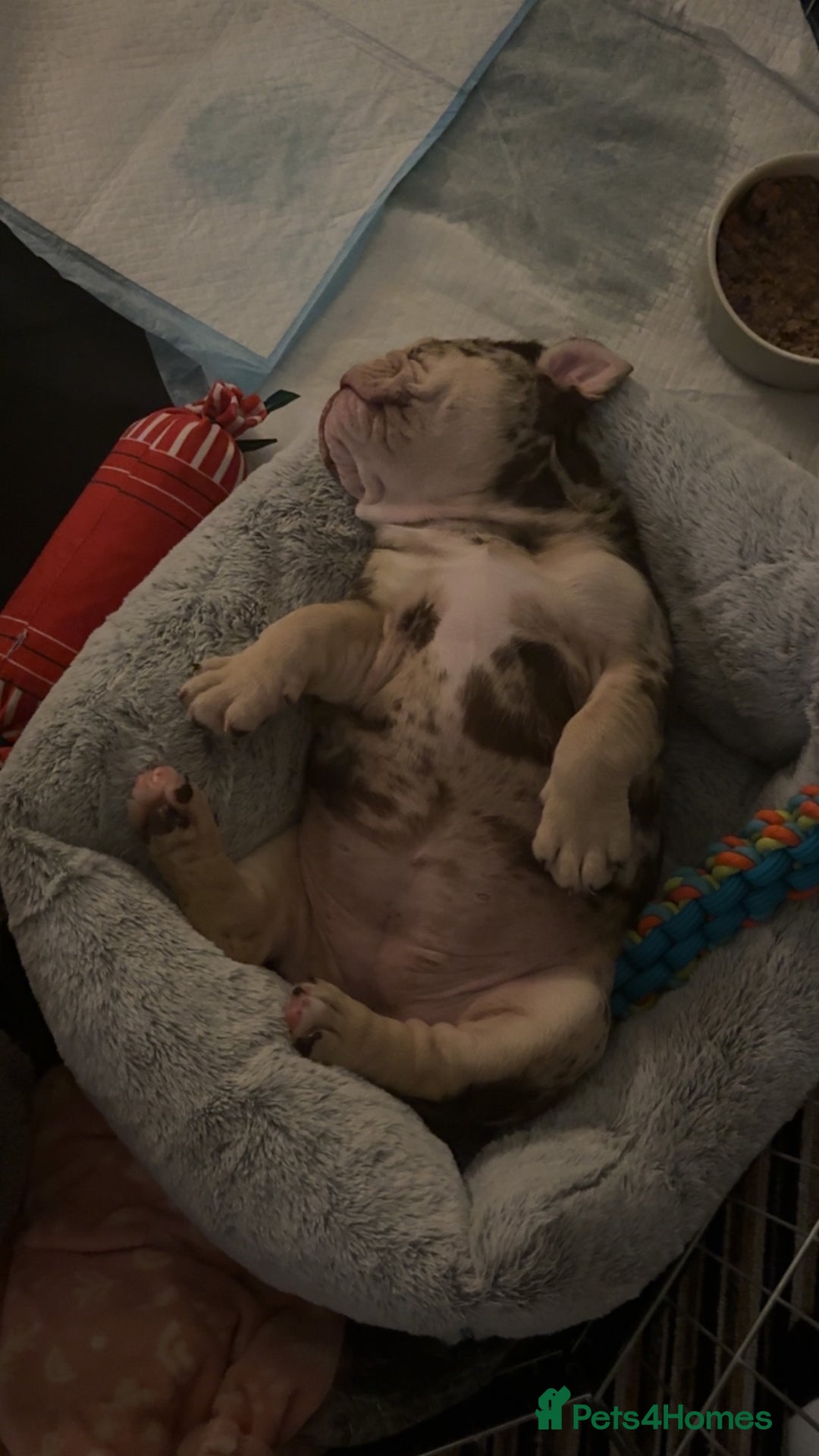 English Bulldog dogs for sale: English bulldog puppy  - Advert 5