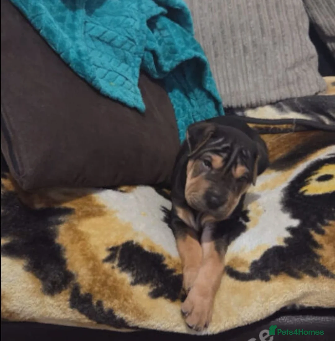 Shar Pei dogs for sale: Rare chocolate and tan brush coat girl shar pei - Advert 3