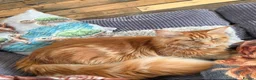 Maine Coon cats for sale: Maine Coon Red Tabby Gingers - Advert 20