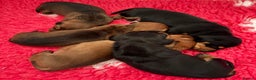 Miniature Dachshund dogs for sale: Vanitonia Miniature Smooth Dachshunds   - Advert 8