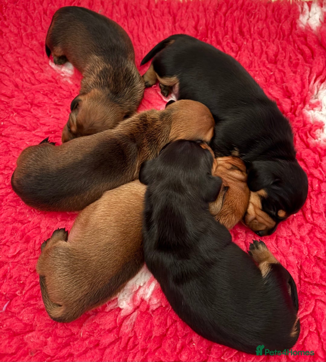 Miniature Dachshund dogs for sale: Vanitonia Miniature Smooth Dachshunds   - Advert 8