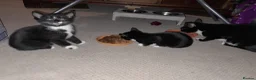 British Shorthair cats for sale: 2 Lovely black and white fluffy kittens - Advert 11