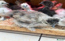 Chickens poultry for sale: Silkies - ducklings - Drakes - Advert 28