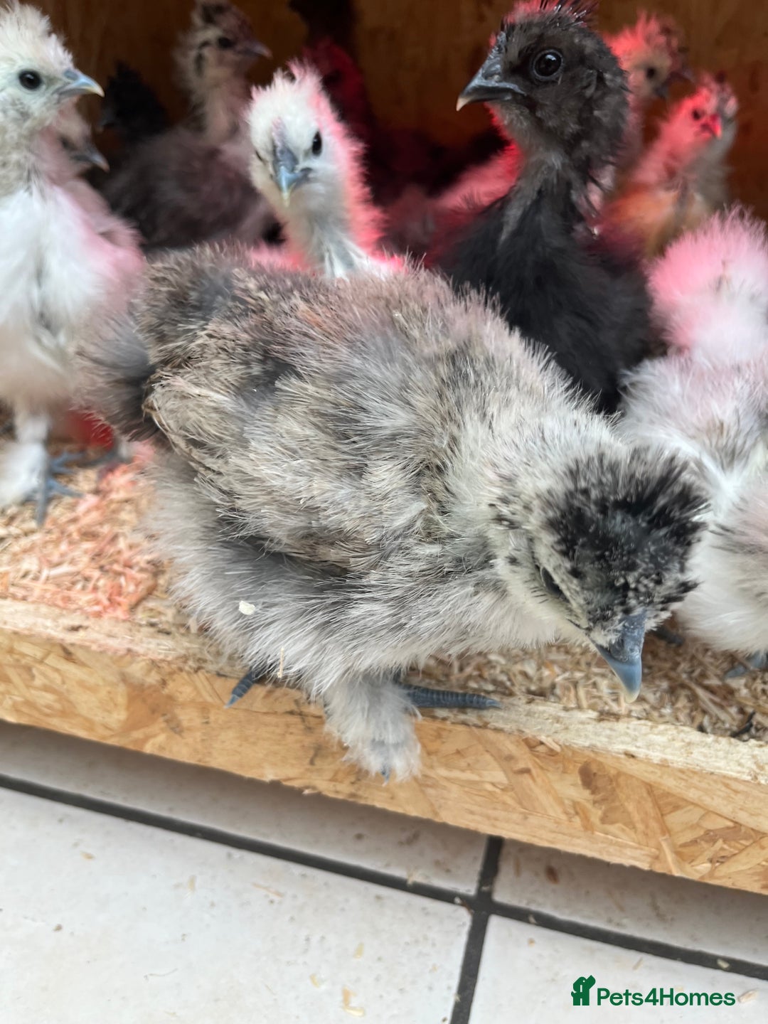 Chickens poultry for sale: Silkies - ducklings - Drakes - Advert 28