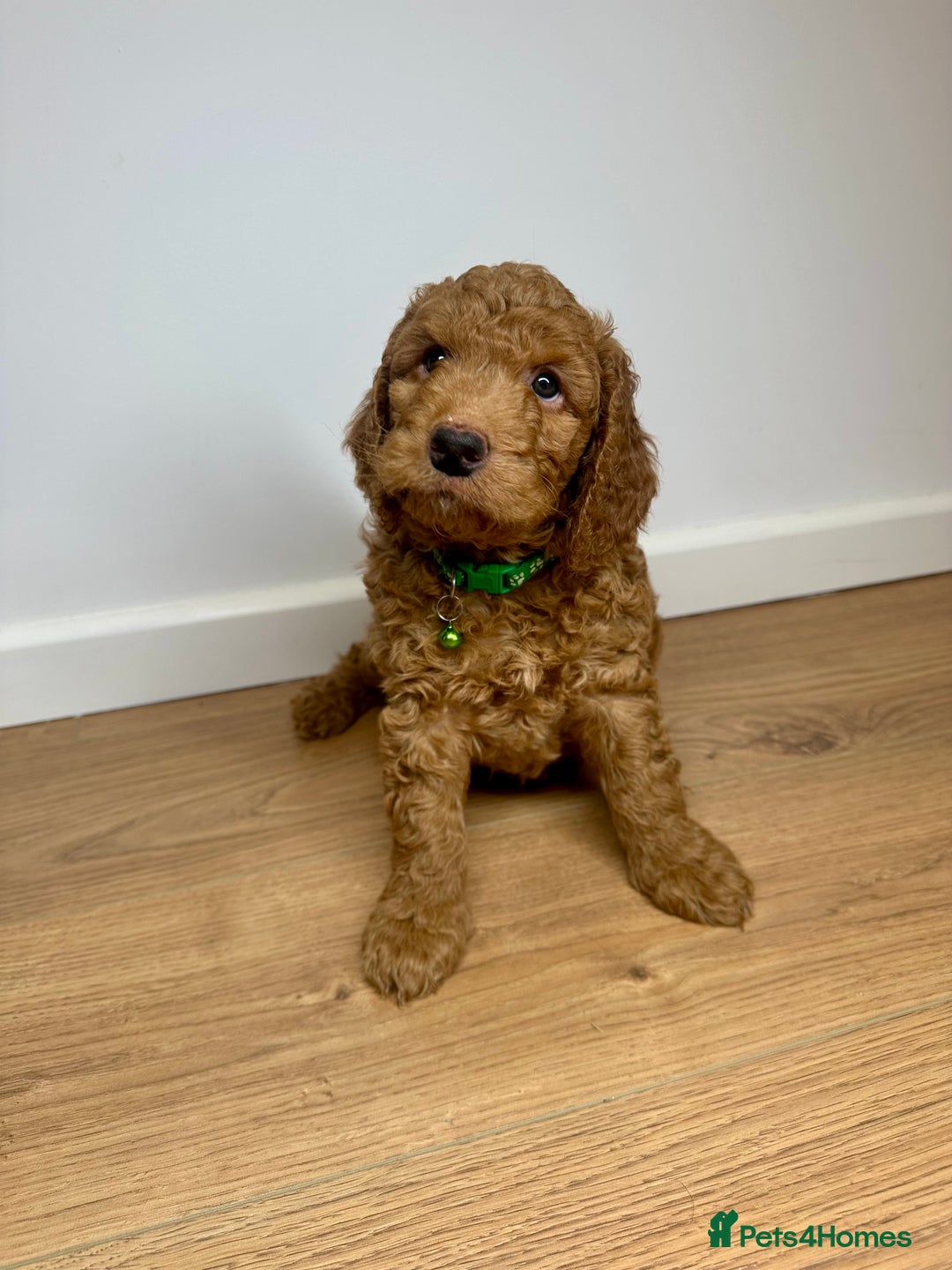 Cockapoo dogs for sale: Red Mini Cockapoo Puppies-Ready - 14 of January  - Advert 19