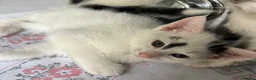 Mixed Breed cats for sale: 6 Lovely kittens for sale  - Advert 35