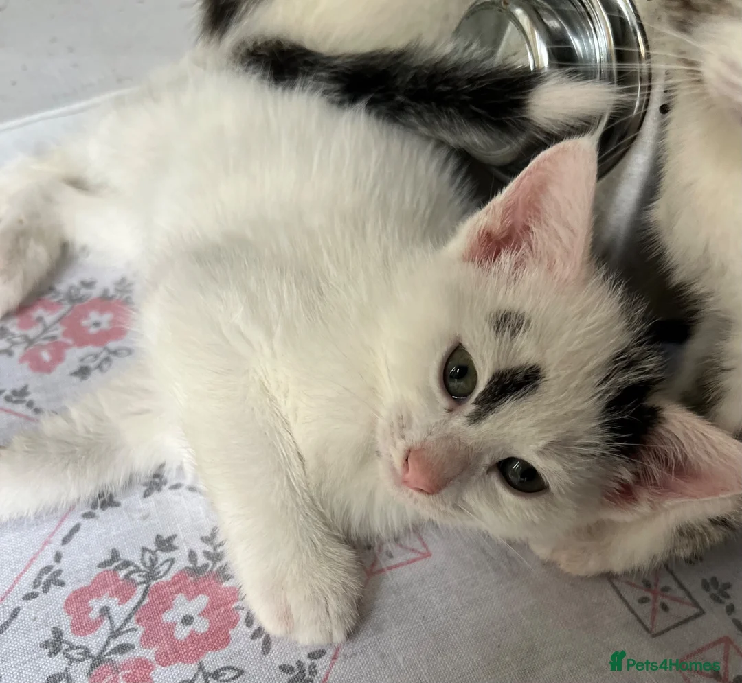 Mixed Breed cats for sale: 6 Lovely kittens for sale  - Advert 35