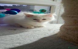 Ragdoll cats for sale: Pedigree Ragdolls for sale £495 - Image 32