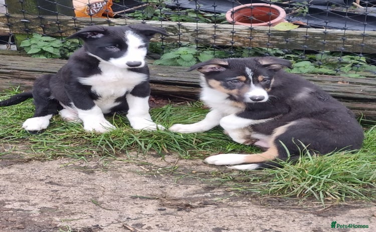 Border Collie dogs Farm Bred Border Collie Pups - Advert 6