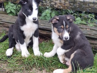 Border Collie dogs Farm Bred Border Collie Pups - Advert 8