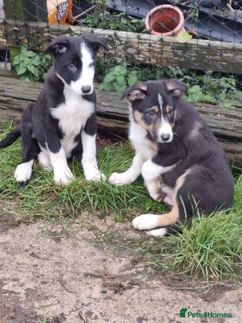 Border Collie dogs Farm Bred Border Collie Pups - Advert 6