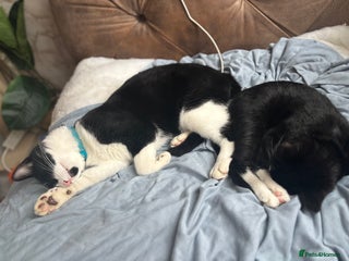 British Longhair cats - Advert 7