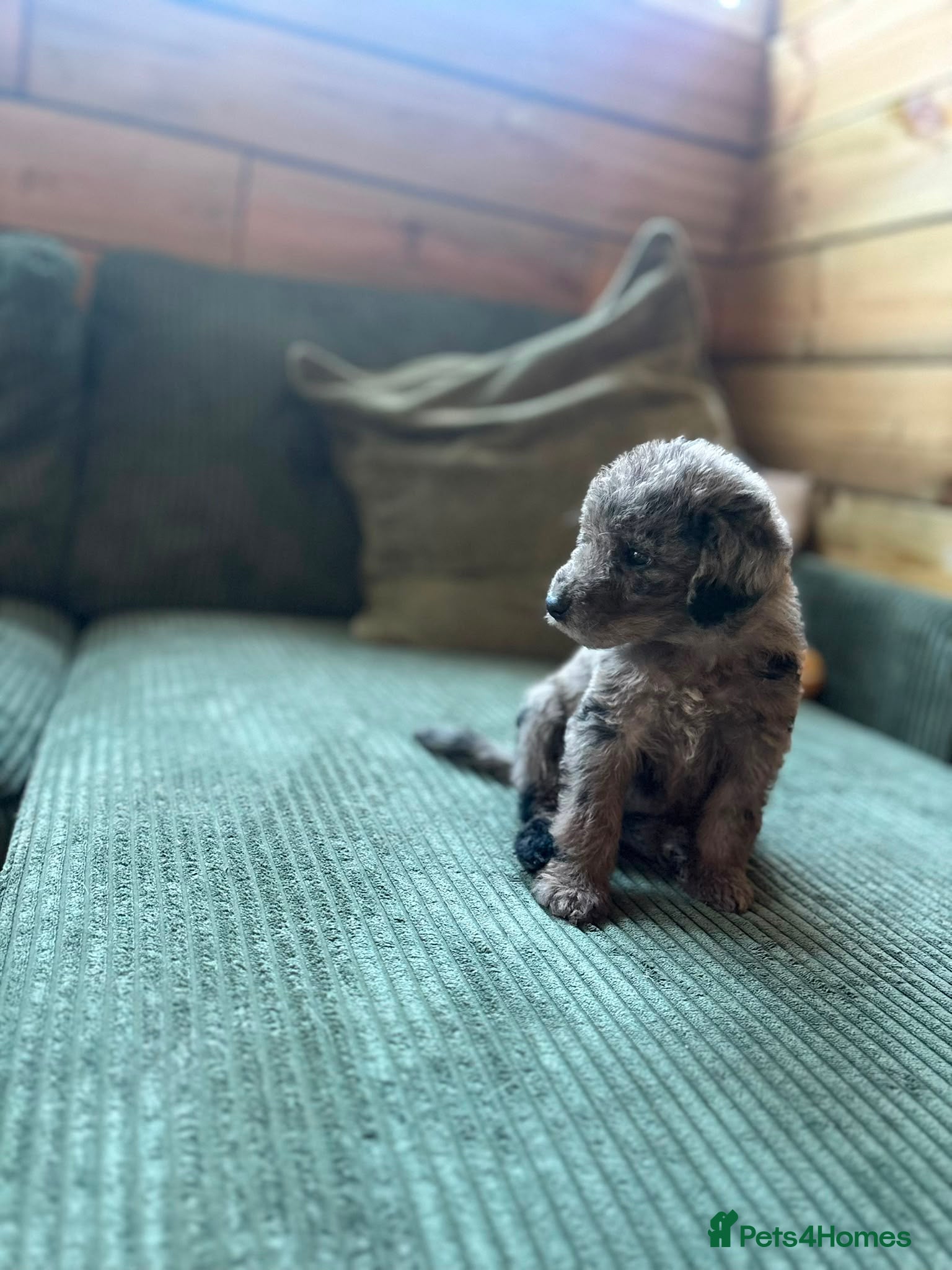 Labradoodle dogs Miniature labradoodle puppies  - Advert 2