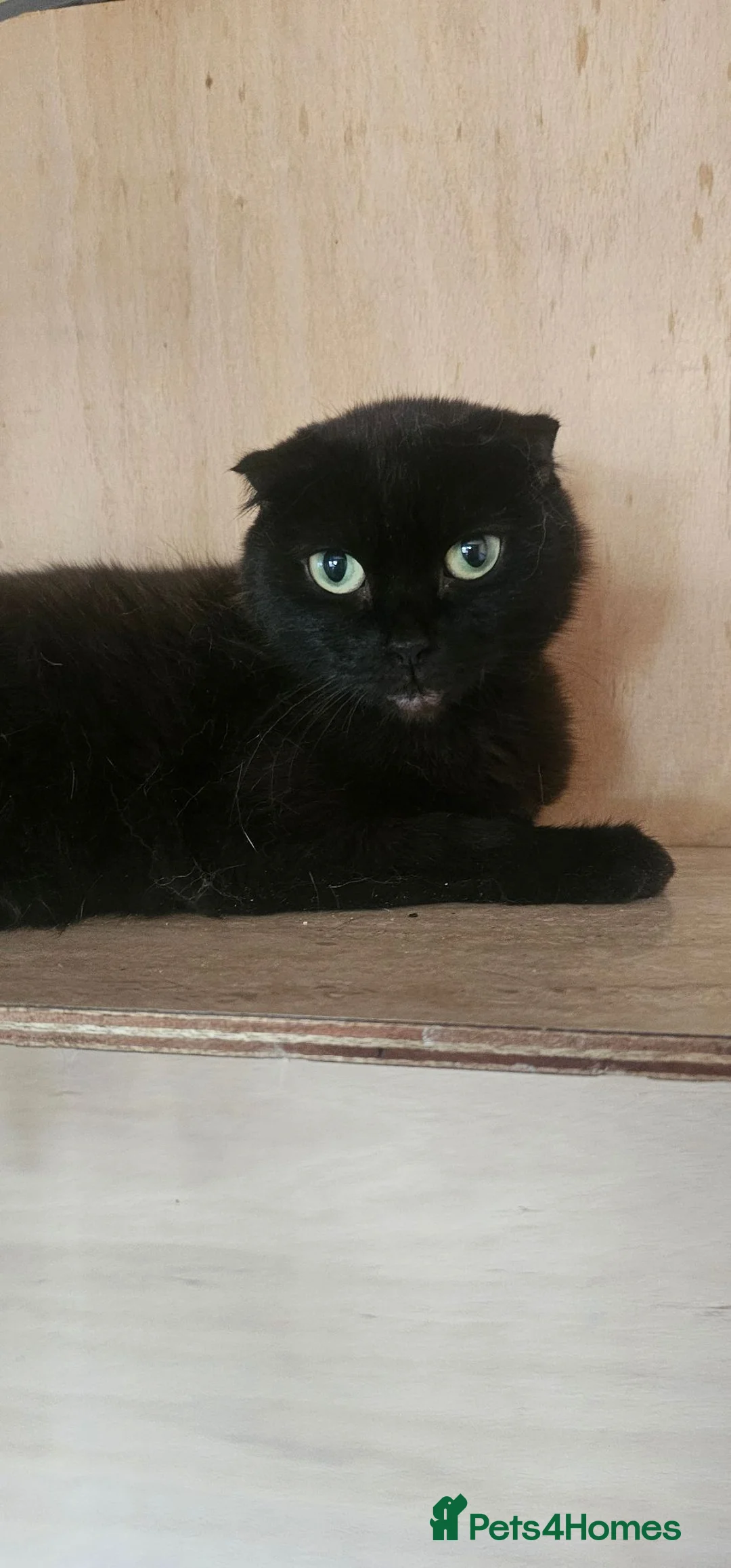 Mixed Breed cats for sale: BSH x Scottish fold female kitten - Advert 2