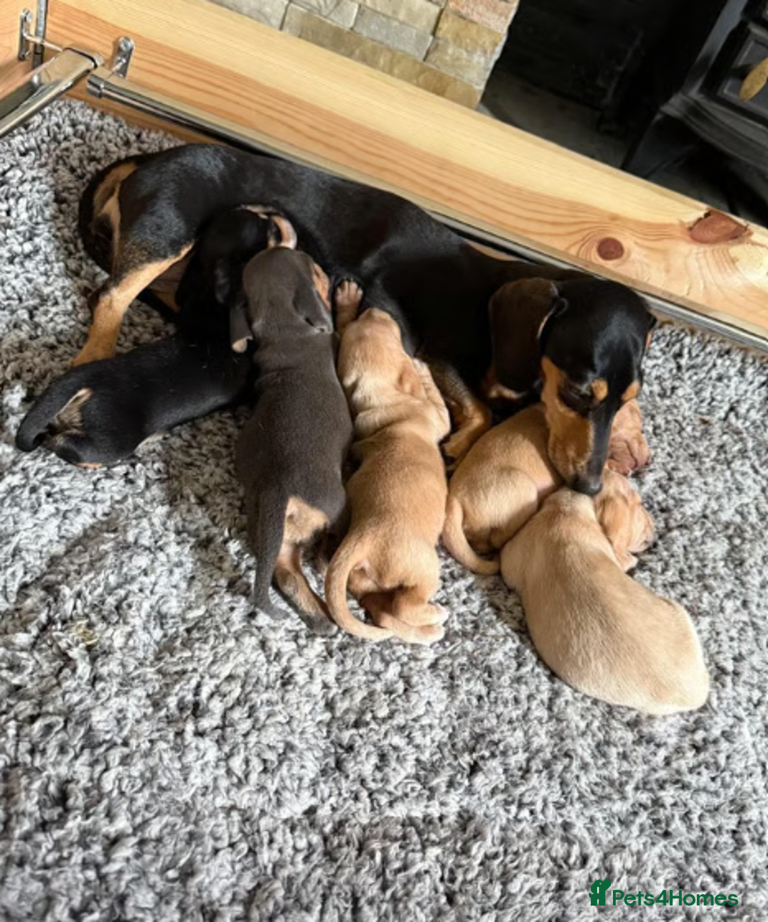 Miniature Dachshund dogs for sale: Cream & Tan Miniature Dachshund Puppies For Sale - Image 2