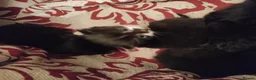 Mixed Breed cats for sale: 6 beautiful fur babies - Advert 5