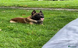 Belgian Shepherd Dog dogs for stud: kc registered Belgian malinois in Chorley - Image 2