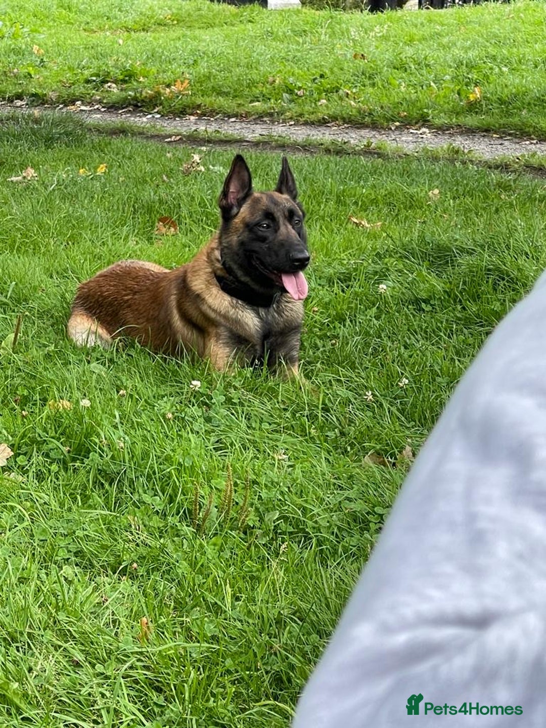 Belgian Shepherd Dog dogs for stud: kc registered Belgian malinois in Chorley - Image 2