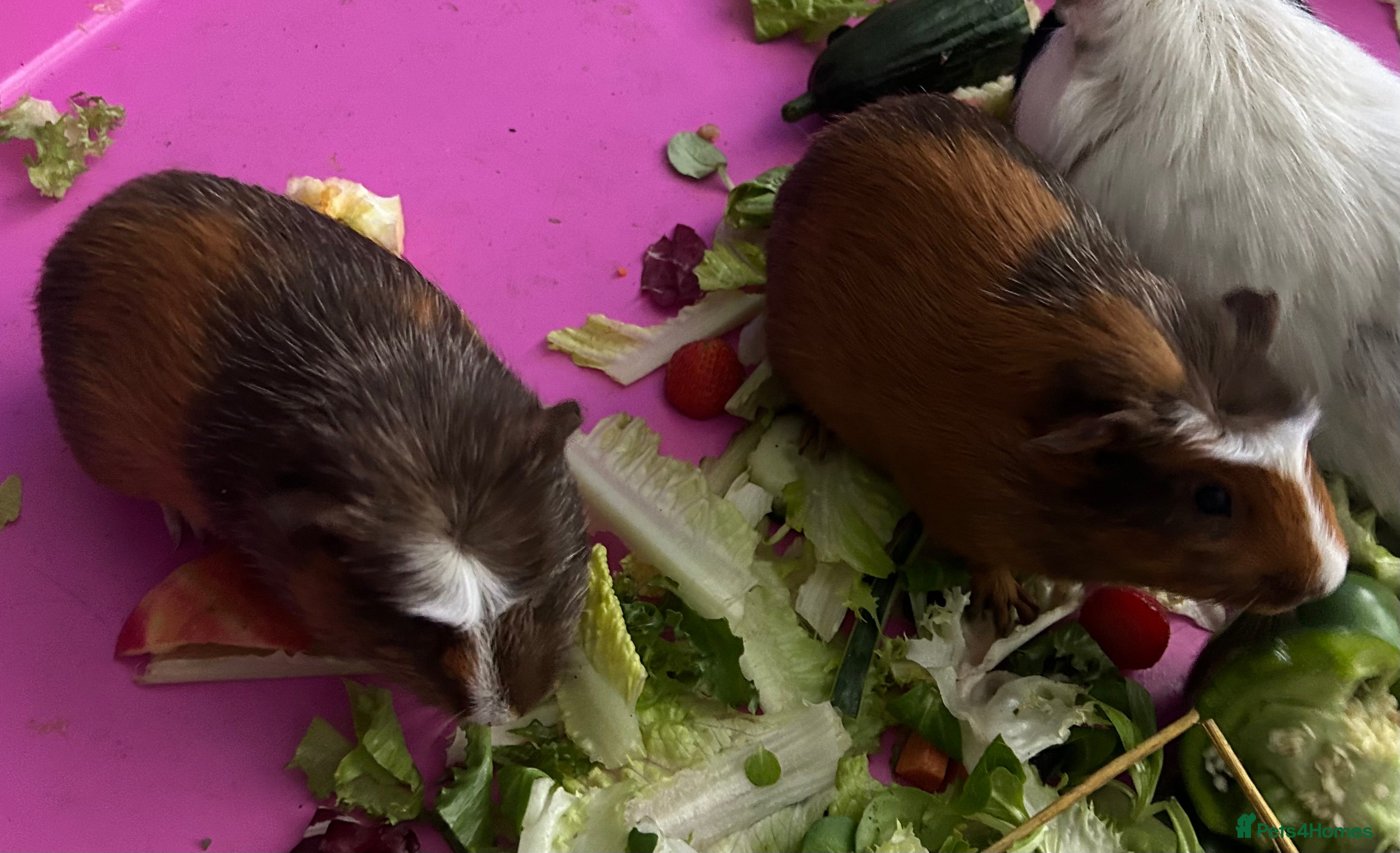 Guinea Pig rodents Two male guinea pigs (brothers) - Advert 10