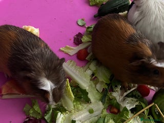 Guinea Pig rodents Two male guinea pigs (brothers) - Advert 1