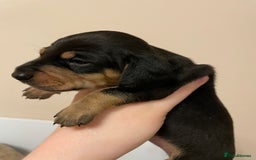 Miniature Dachshund dogs for sale: Miniature dachshund pups  - Image 15