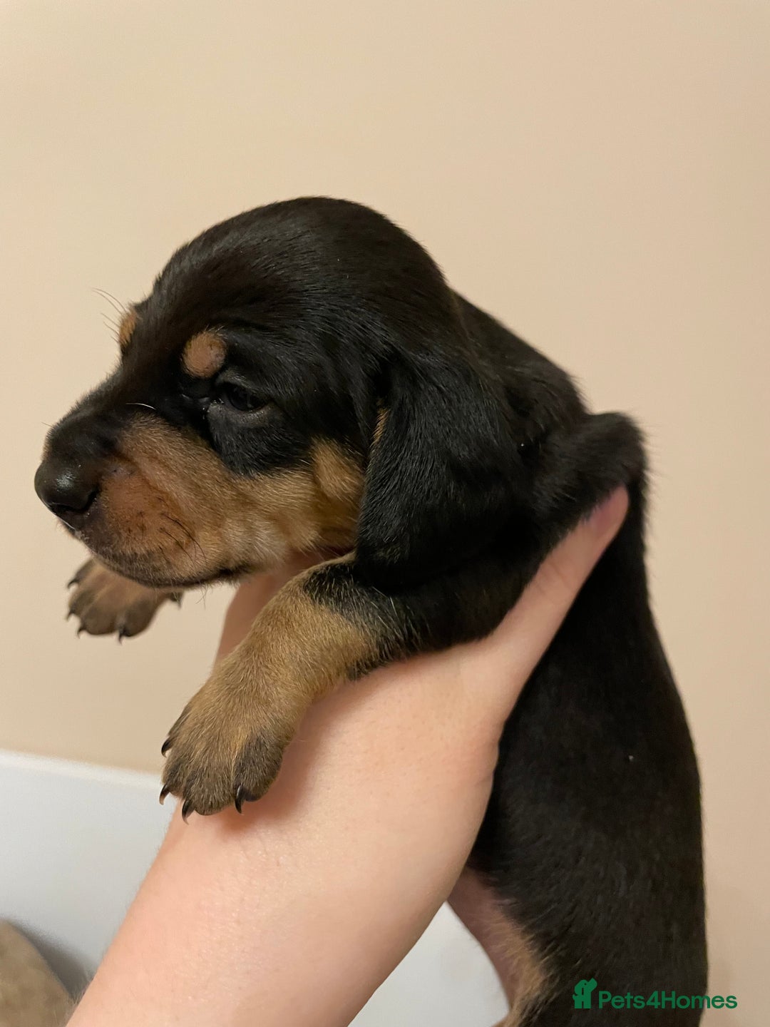 Miniature Dachshund dogs for sale: Miniature dachshund pups  - Image 15