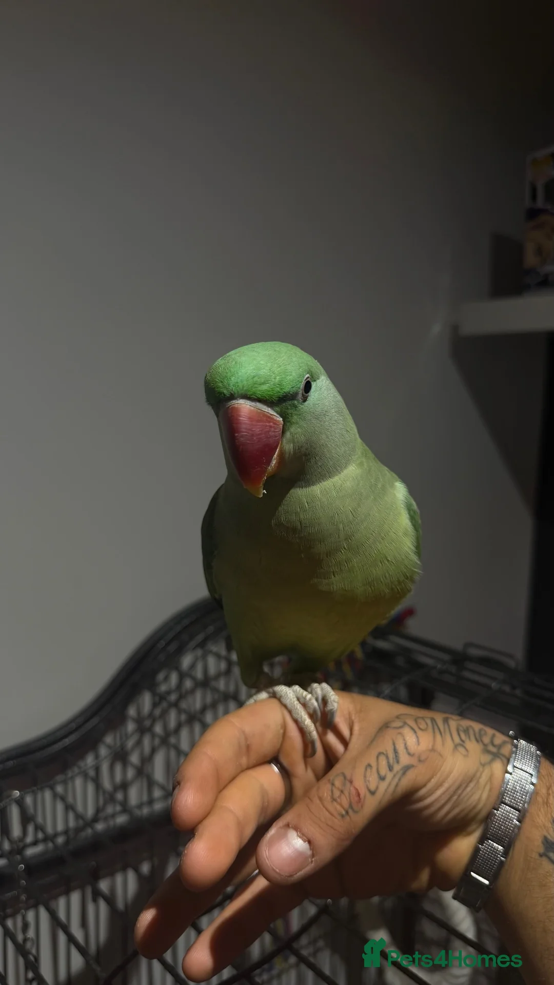 Parrots birds for sale: Hand-Tamed & Trained Alexandrine Parrot in Rotherham - Advert 2