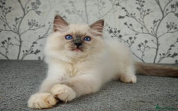 Ragdoll cats for sale: Regional Winner READY TO Go LAST BOY AND GIRL - Image 8
