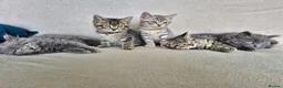 British Shorthair cats for sale: 5 British short hair x tabby kittens  - Advert 7