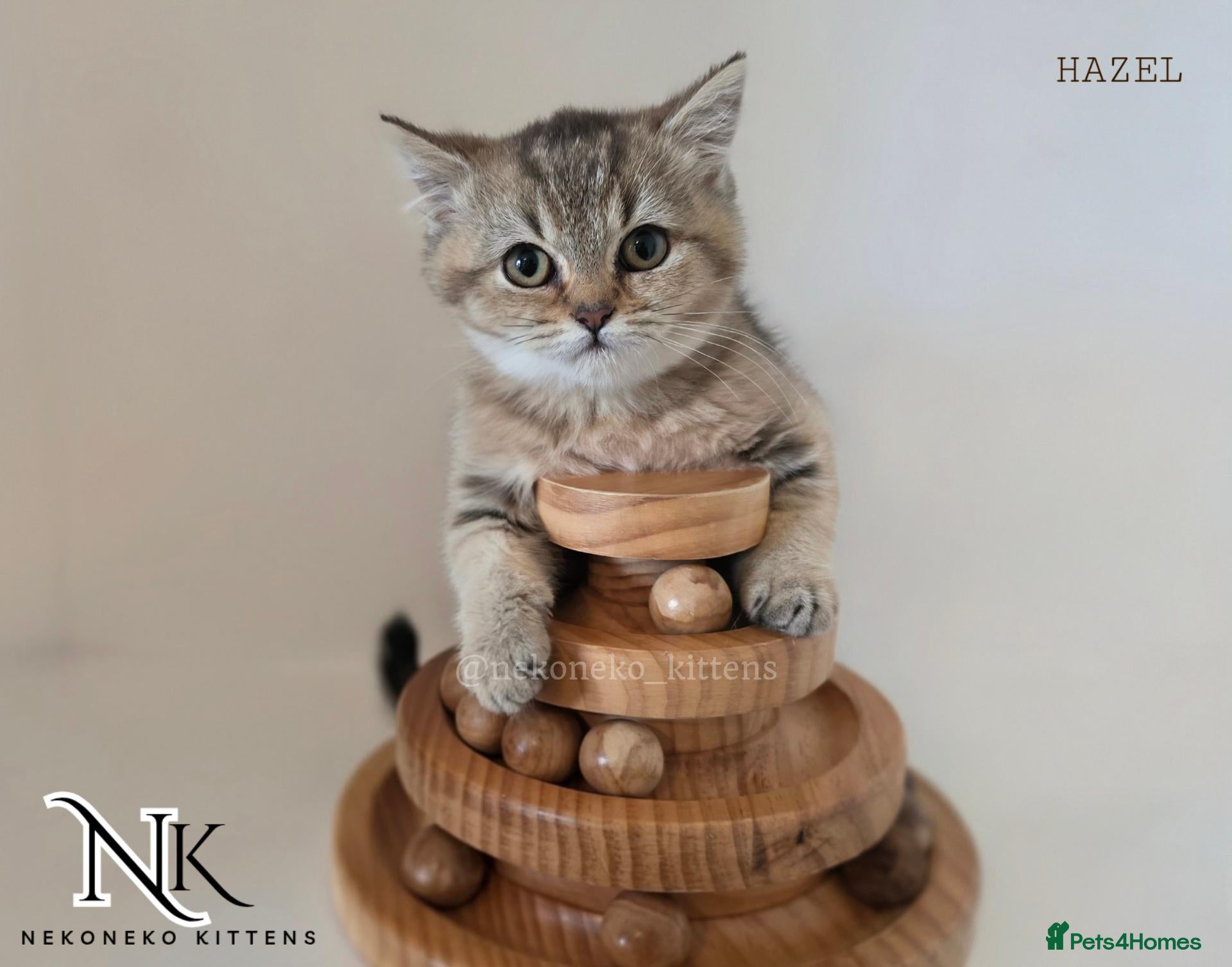 British Shorthair cats for sale: STUNNING ADORABLE GCCF PEDIGREE BSH BEARS - Advert 4