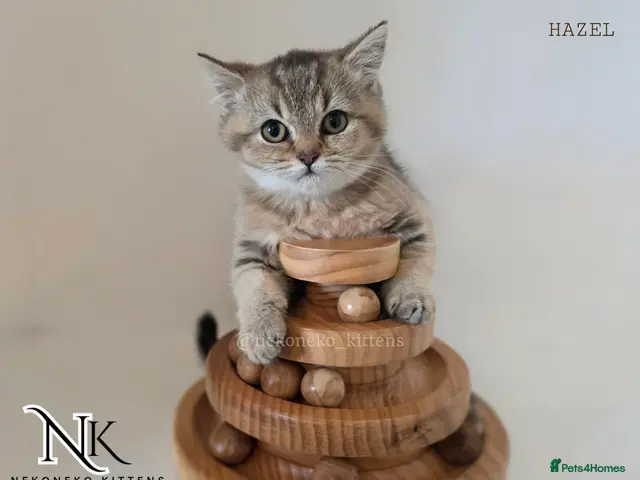 British Shorthair cats for sale: STUNNING ADORABLE GCCF PEDIGREE BSH BEARS - Advert 4