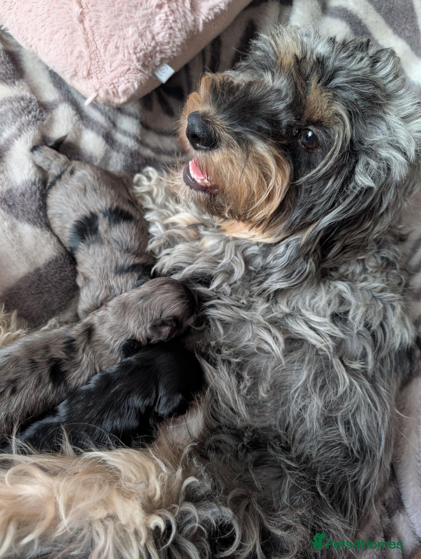 Cockapoo dogs Cockapoo pups f2b ready to leave 7th October  - Advert 1