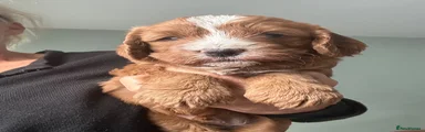 Cavapoo 2 Green collar