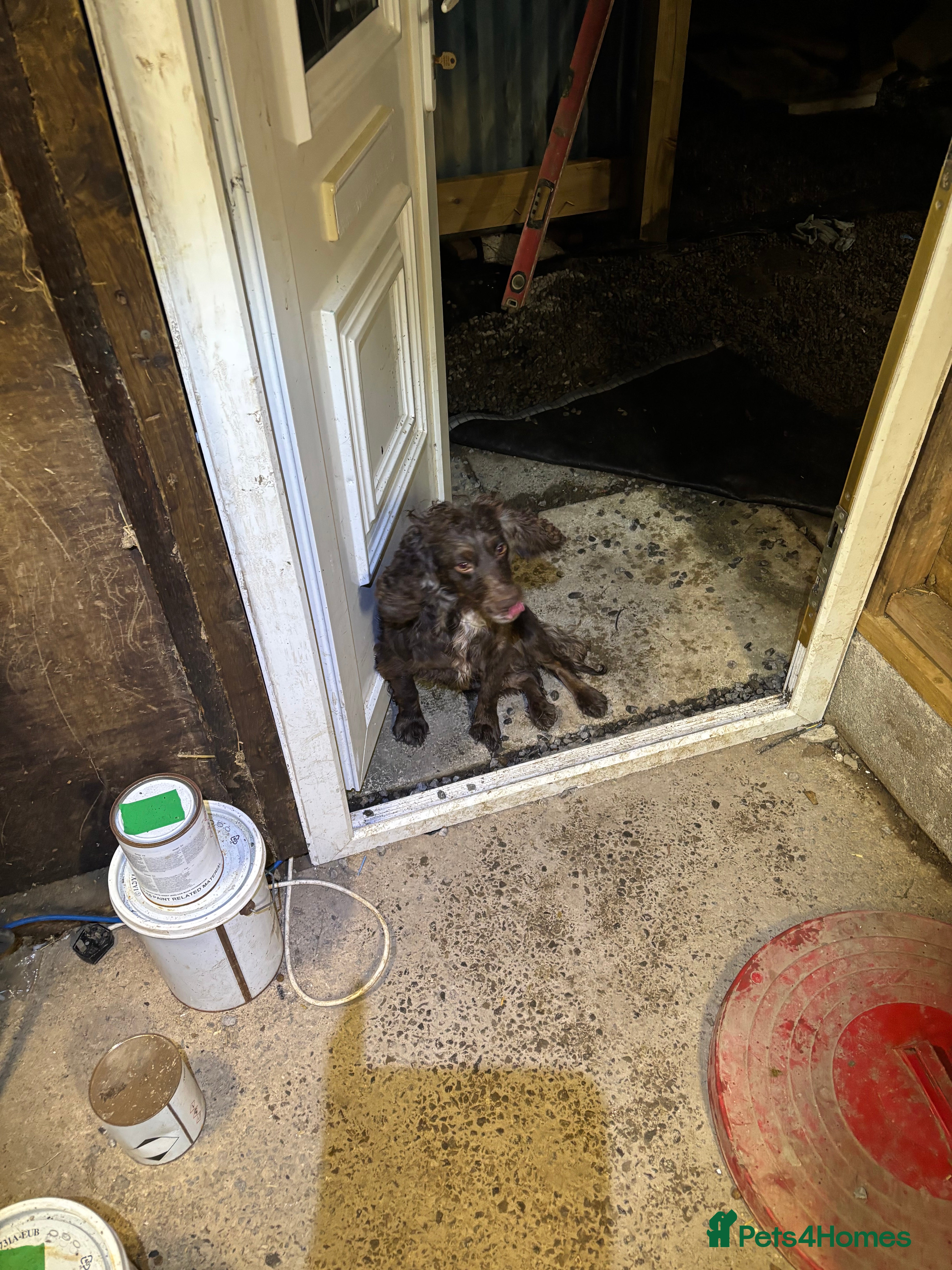 Sprocker dogs Sprocker bitch  - Advert 4