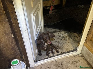 Sprocker dogs Sprocker bitch - Advert 1