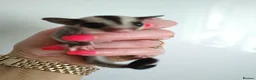 Sugar Glider rodents for sale: Stunning baby sugar gliders  - Advert 13