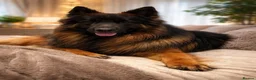 German Shepherd dogs for stud: KC REG FULLY HEALTH TESTED German Shepherd Stud in Macclesfield - Advert 6